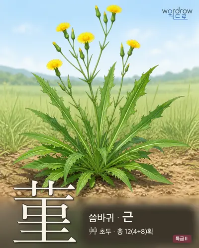 菫 (씀바귀 근) - 특급Ⅱ 한자 일러스트 카드