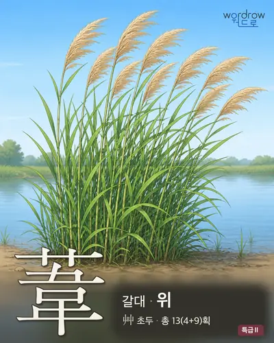 葦 (갈대 위) - 특급Ⅱ 한자 일러스트 카드
