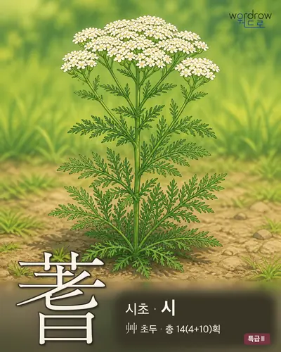 蓍 (시초 시) - 특급Ⅱ 한자 일러스트 카드