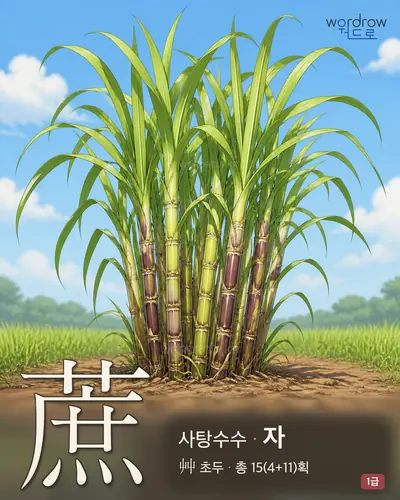 蔗 (사탕수수 자) - 1급 한자 일러스트 카드