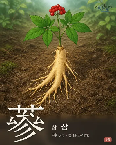 蔘 (삼 삼) - 2급 썸네일