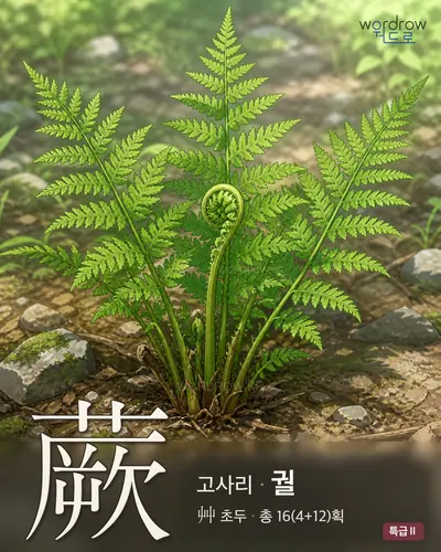 蕨 (고사리 궐) - 특급Ⅱ 썸네일