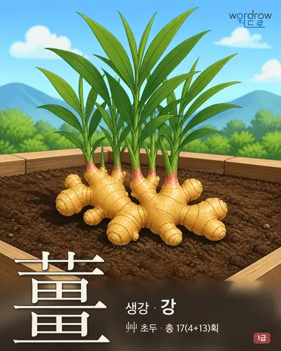 薑 (생강 강) - 1급 썸네일