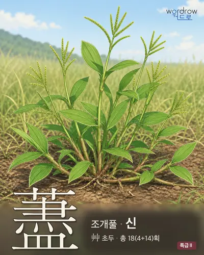 藎 (조개풀 신) - 특급Ⅱ 한자 일러스트 카드