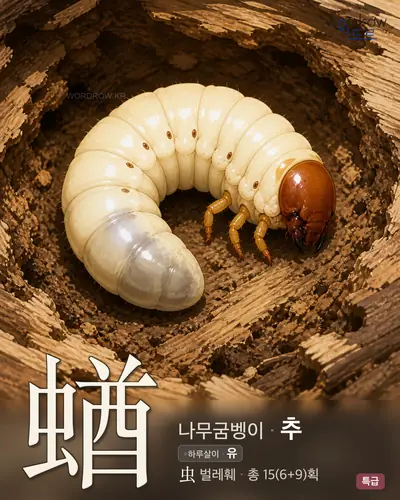 蝤 (나무굼벵이 추) - 특급 썸네일