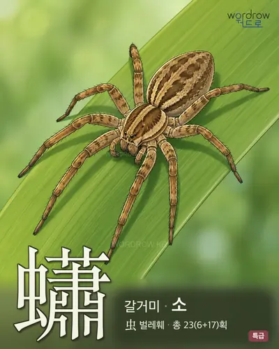 蠨 (갈거미 소) - 특급 한자 일러스트 카드