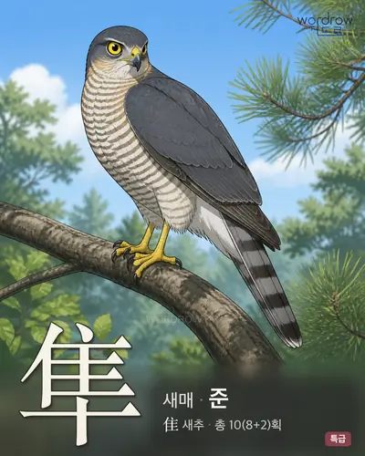 隼 (새매 준) - 특급 한자 일러스트 카드