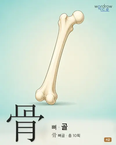 骨 뼈