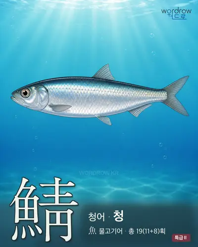鯖 (청어 청) - 특급Ⅱ 한자 일러스트 카드