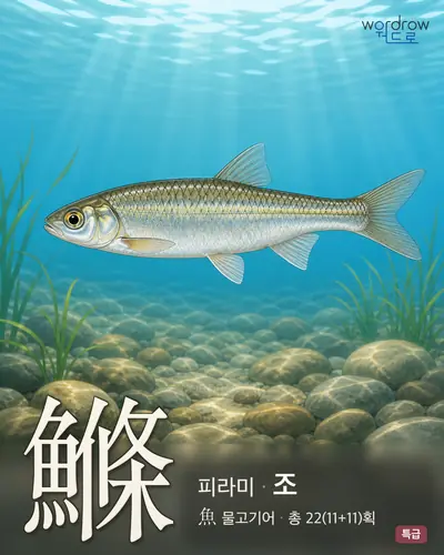 鰷 (피라미 조) - 특급 한자 일러스트 카드