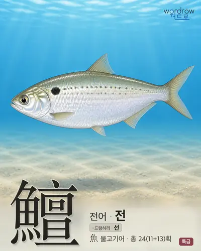 鱣 (전어 전) - 특급 썸네일