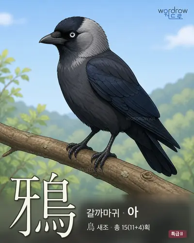 鴉 (갈까마귀 아) - 특급Ⅱ 썸네일