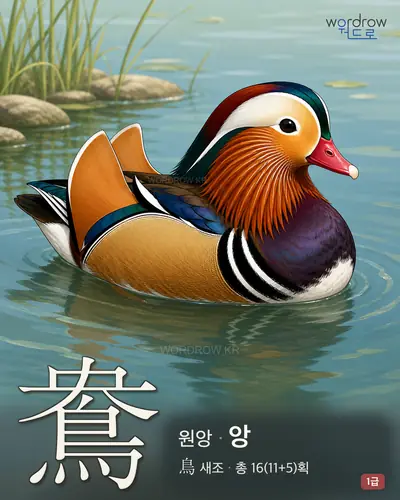 鴦 (원앙 앙) - 1급 한자 일러스트 카드