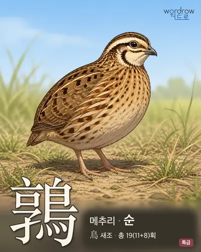 鶉 (메추리 순) - 특급 한자 일러스트 카드